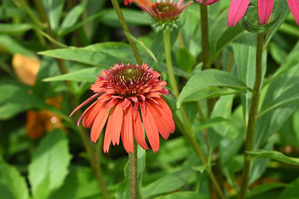 2025-07119515 Tower Hill Botanic Garden, MA.JPG - Coneflower. New England Botanic Garden at Tower Hill, MA, 7-11-2025